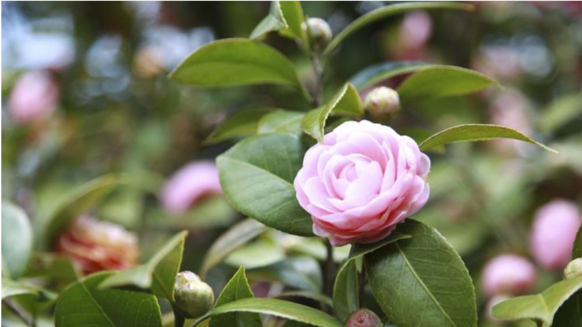 Ý nghĩa phong thủy của cây Hoa Trà